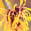 Witch Hazel