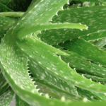 Aloe Vera Leaves