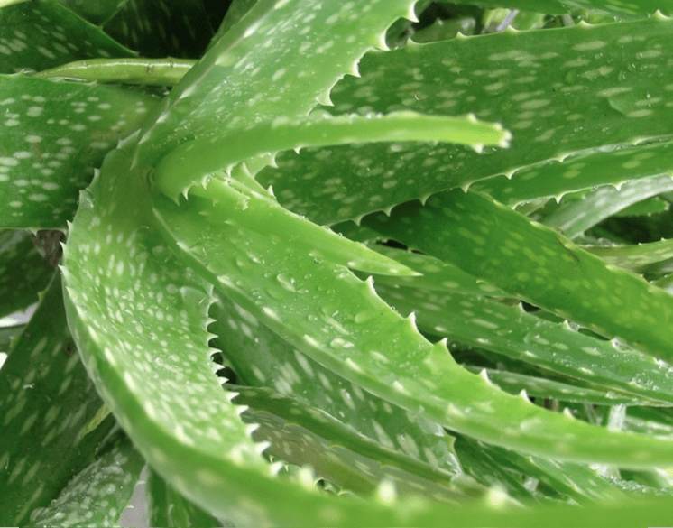 Alternative Acne Treatments