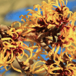 Witch Hazel - Wide View