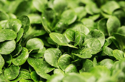 Green Leafy Vegetables